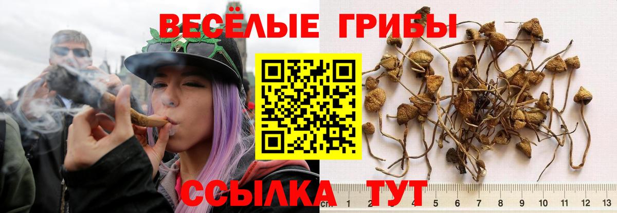 Псилоцибиновые грибы прущие грибы Бор